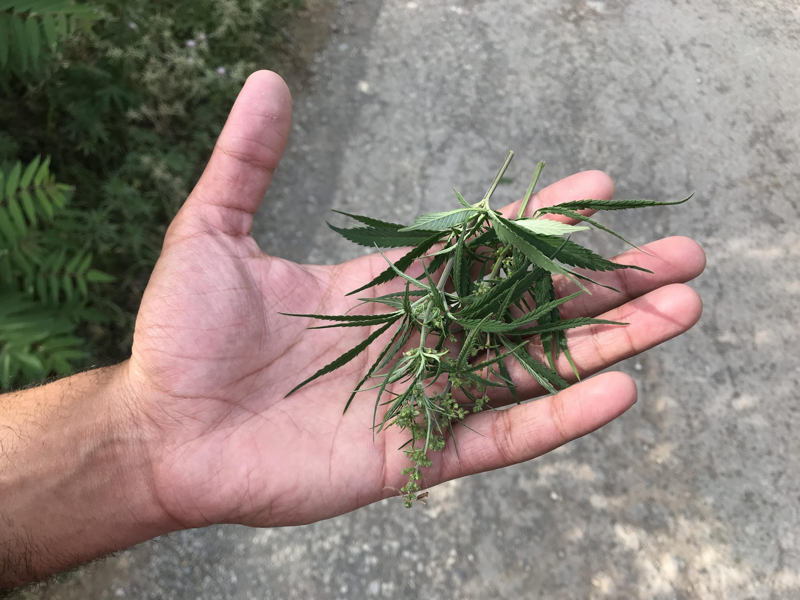 thca flower