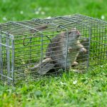 Seasonal Critter Control Services in San Antonio Address Changing Wildlife Activity