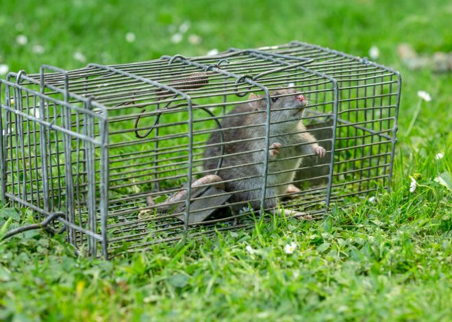 Seasonal Critter Control Services in San Antonio Address Changing Wildlife Activity