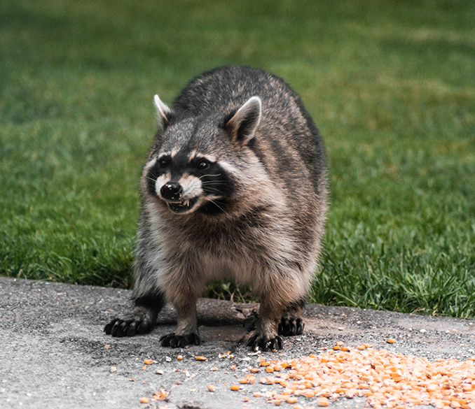 critter control services in san antonio