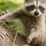 Effective Strategies for Kind Wildlife Removal and Prevention in Residential Areas