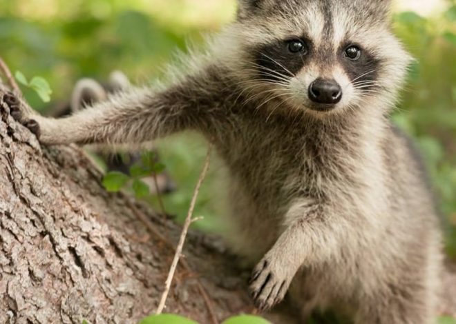 Effective Strategies for Kind Wildlife Removal and Prevention in Residential Areas