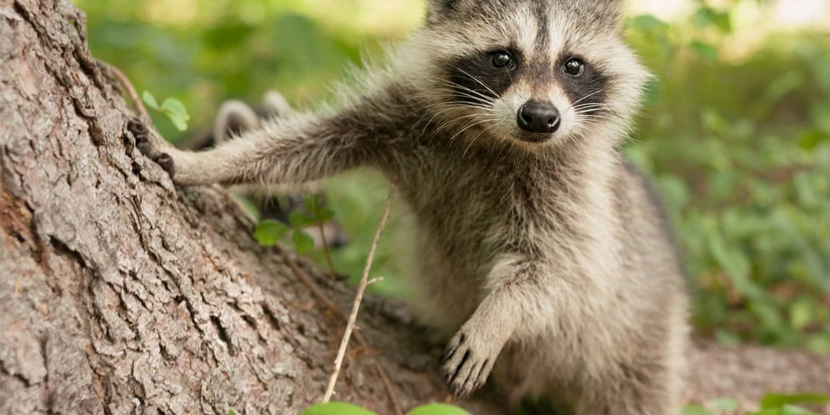 Effective Strategies for Kind Wildlife Removal and Prevention in Residential Areas
