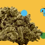 best thca flower