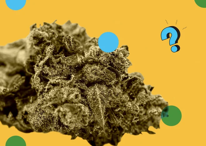 Transform Relaxation With THCA Flower Creating Balanced Mental And Physical Experience